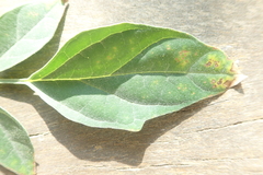 Millingtonia hortensis