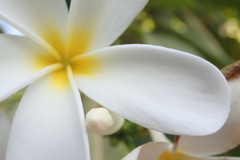 Plumeria obtusa
