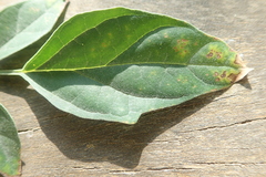 Millingtonia hortensis