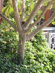 Plumeria obtusa