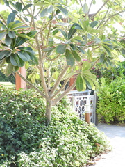 Plumeria obtusa