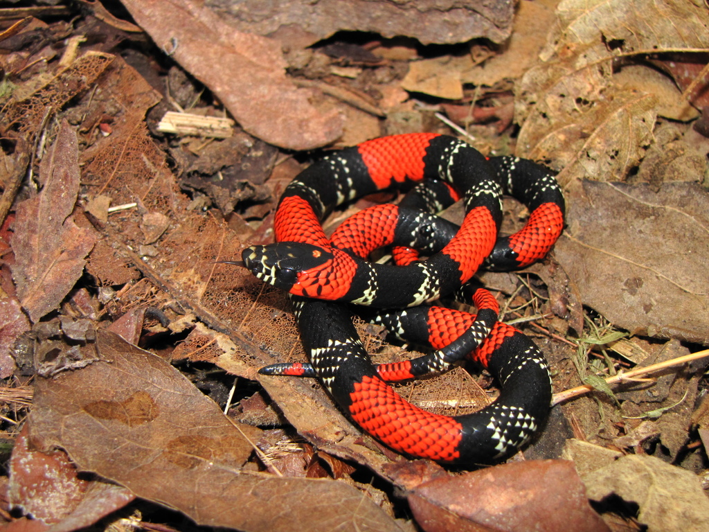 Sao Paulo False Coral Snake