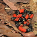 São Paulo False Coral Snake - Photo (c) Henrique C. Costa, some rights reserved (CC BY-NC), uploaded by Henrique C. Costa
