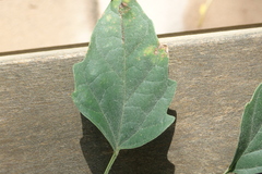 Millingtonia hortensis
