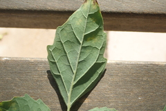 Millingtonia hortensis