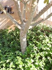 Plumeria obtusa