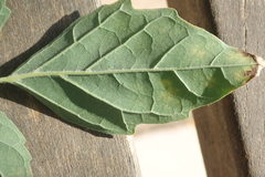 Millingtonia hortensis