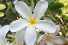 Plumeria obtusa