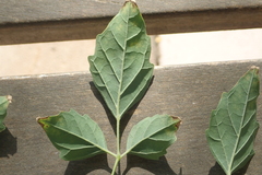 Millingtonia hortensis