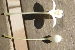 Millingtonia hortensis