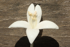 Millingtonia hortensis