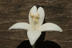 Millingtonia hortensis
