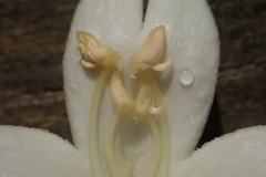 Millingtonia hortensis