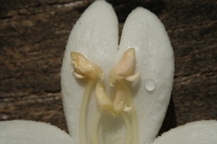 Millingtonia hortensis