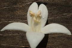 Millingtonia hortensis