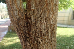 Millingtonia hortensis