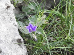 Convolvulus siculus image