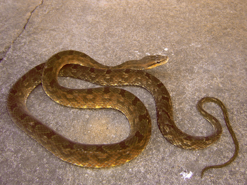 Jiboinha