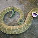 Wagler's Snake - Photo (c) Henrique C. Costa, some rights reserved (CC BY-NC), uploaded by Henrique C. Costa