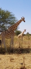 Giraffa camelopardalis peralta