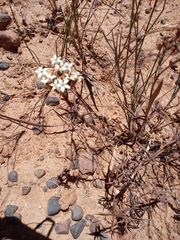 Crassula pruinosa
