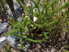 Euryops ericoides