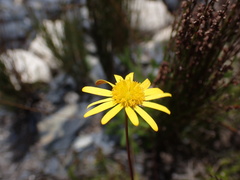 Euryops ericoides
