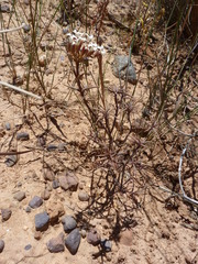 Crassula pruinosa