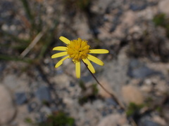 Euryops ericoides