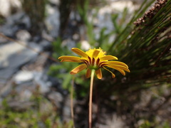 Euryops ericoides