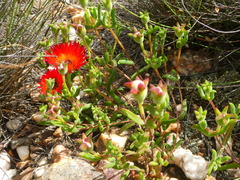 Drosanthemum lavisii