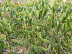 Drosanthemum lavisii
