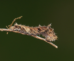Neptis hylas varmona