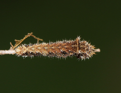Neptis hylas varmona