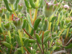 Drosanthemum lavisii