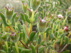 Drosanthemum lavisii