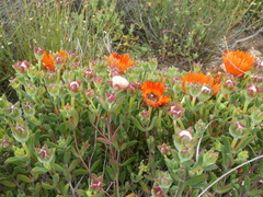 Drosanthemum lavisii