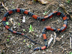Oxyrhopus guibei