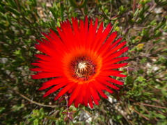 Drosanthemum lavisii