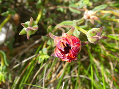 Drosanthemum lavisii