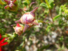 Drosanthemum lavisii
