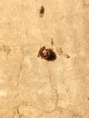 Epopterus