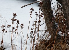 Hylotelephium verticillatum