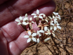 Crassula pruinosa