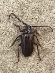 Prionus californicus