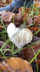 Cuphophyllus virgineus