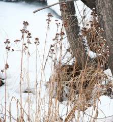 Hylotelephium verticillatum