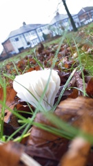 Cuphophyllus virgineus