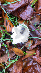 Cuphophyllus virgineus