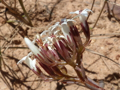 Crassula pruinosa